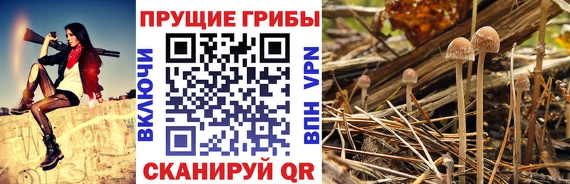 Купить где  Щёлково  Галлюциногенные грибы прущие грибы 